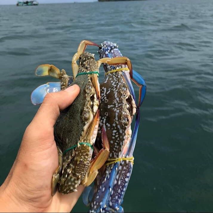 ក្តាមសេះលេខ2​ 8-10ក្តាមមួយគីឡូធម្មជាត100%