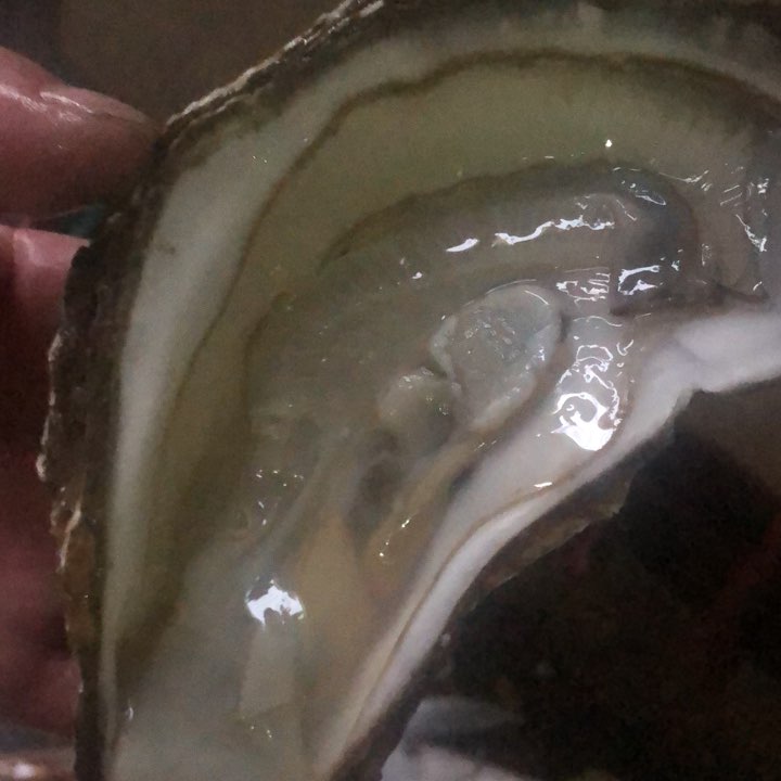 1Kg-Whole Oyster