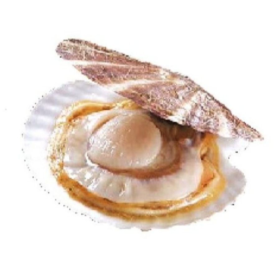 Japan Scallops
