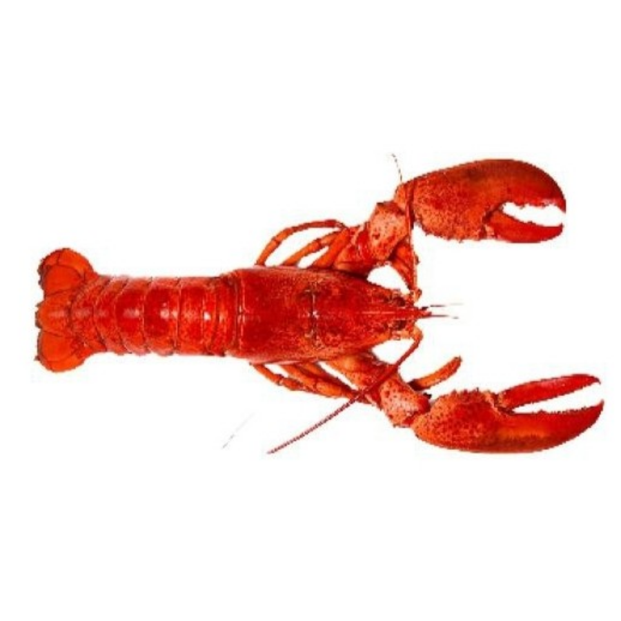 Cooked Canadian Lobsters