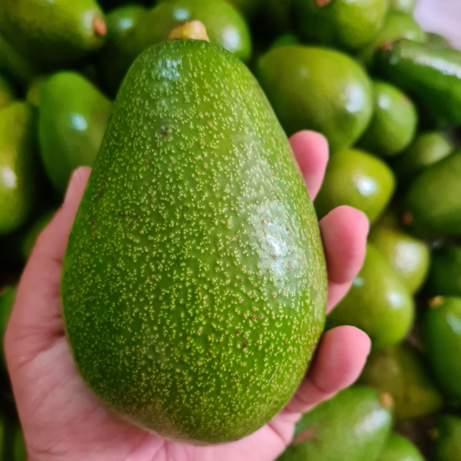 Avocado