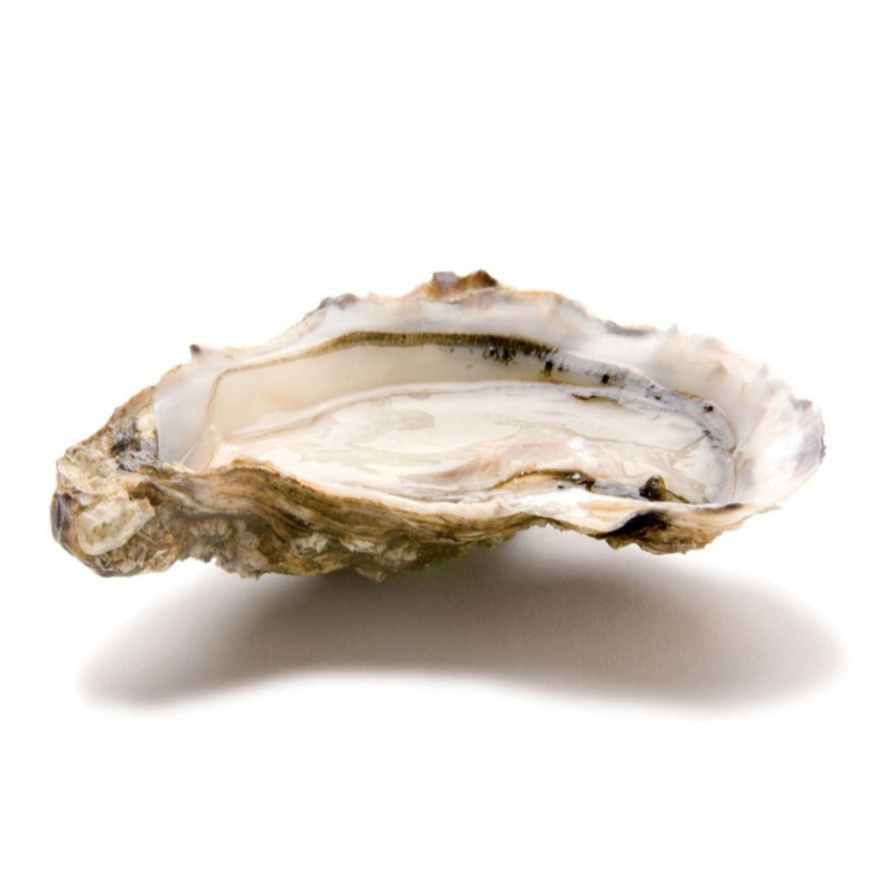 Oyster No.2 (46-65)